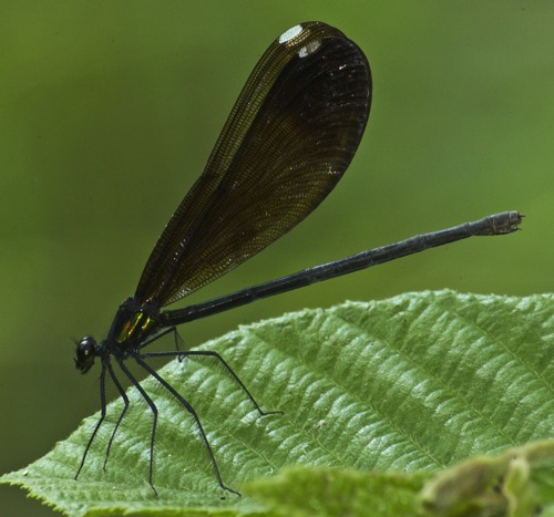 Female
27 June 2005  Chattooga